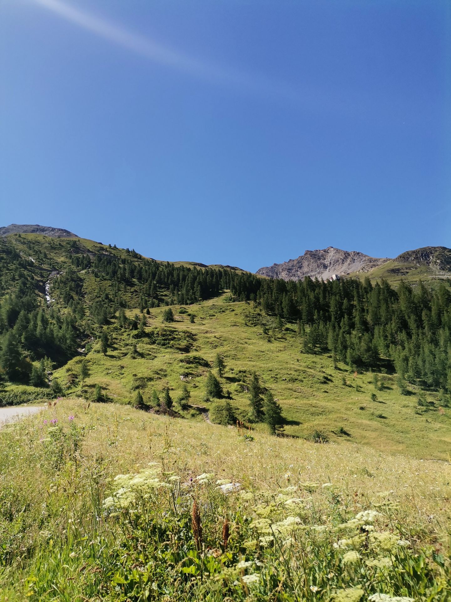 Alpages et verdure estivale à Belle Plagne